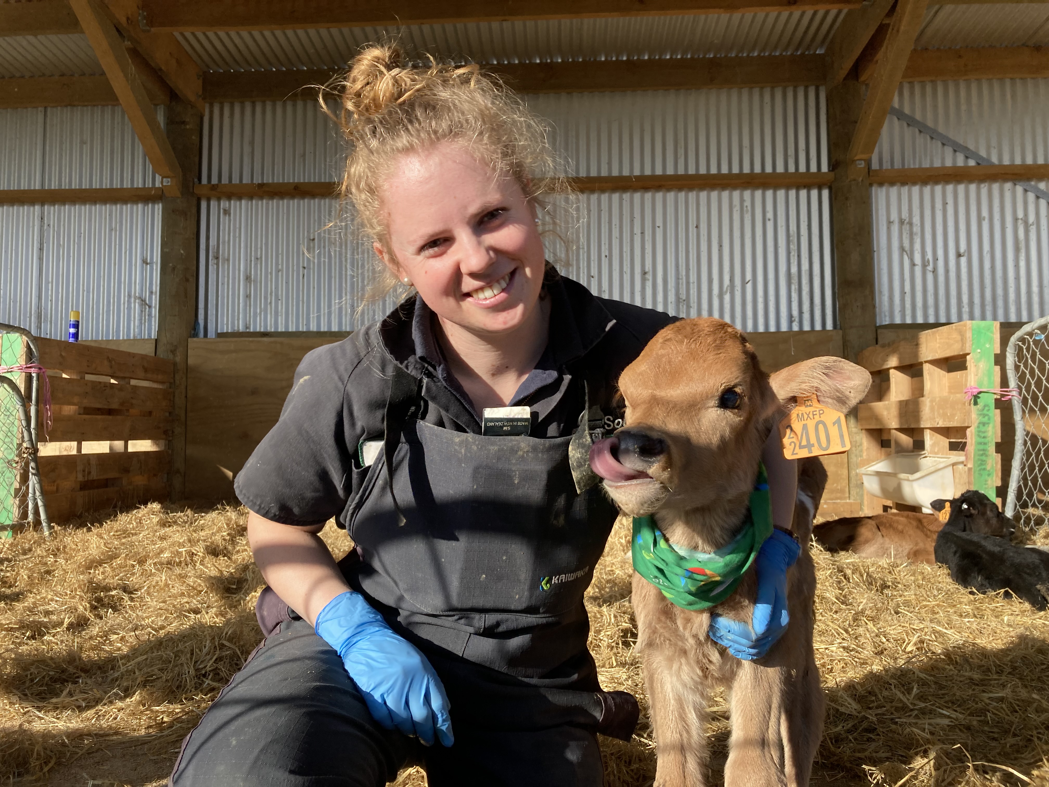 a Comhla Vet caretaker with a baby calf