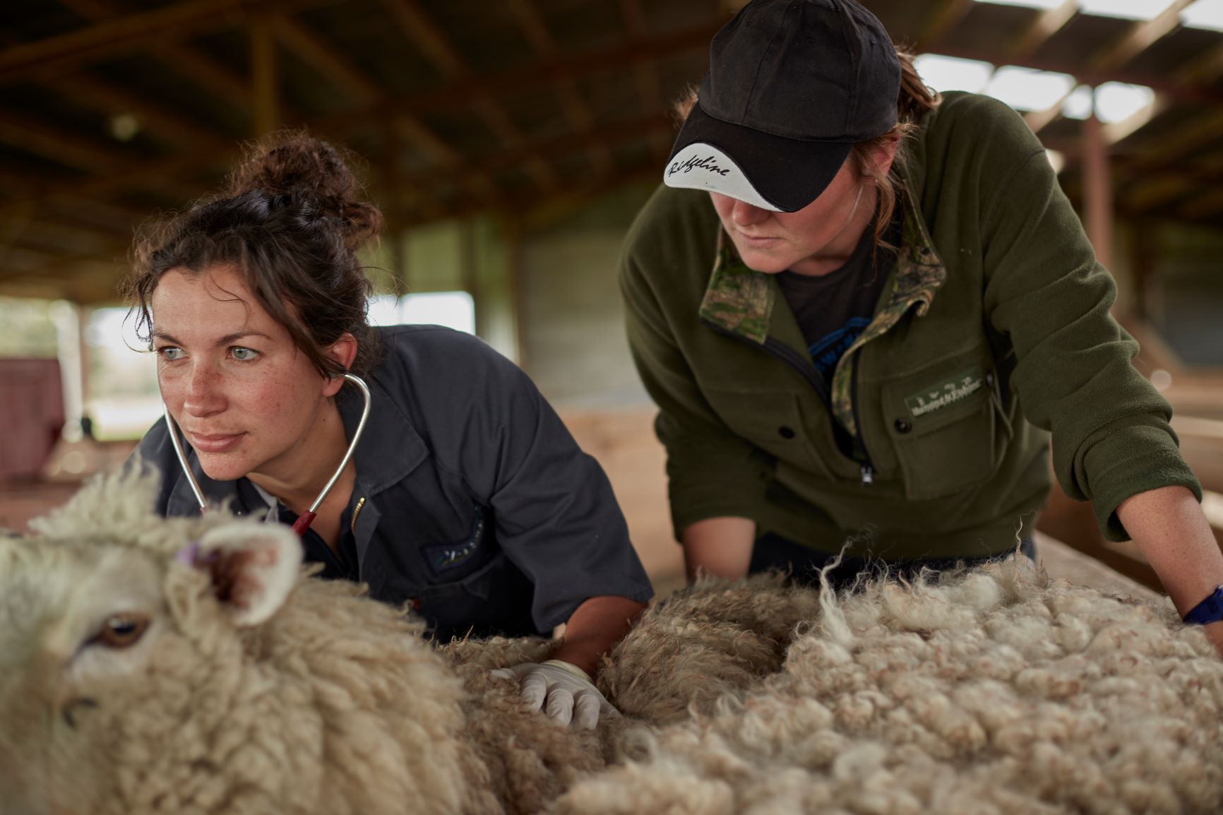 two Nexeus Global veterinarians examining a sheep