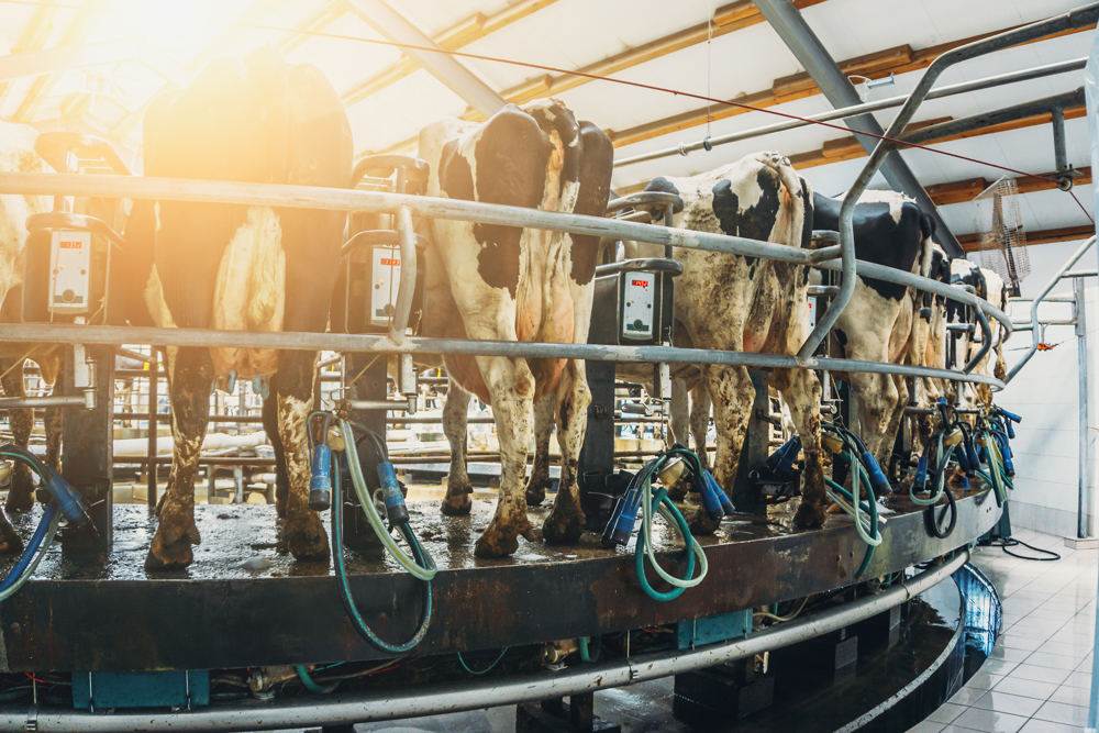 Milking carousel for cows