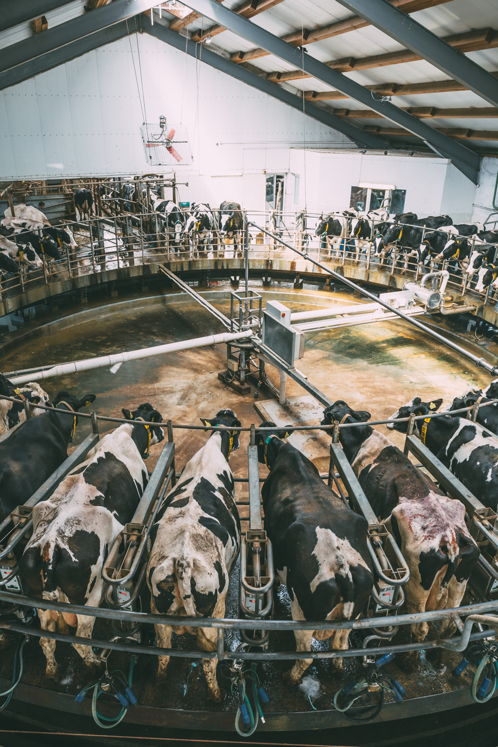 Milking carousel for cows
