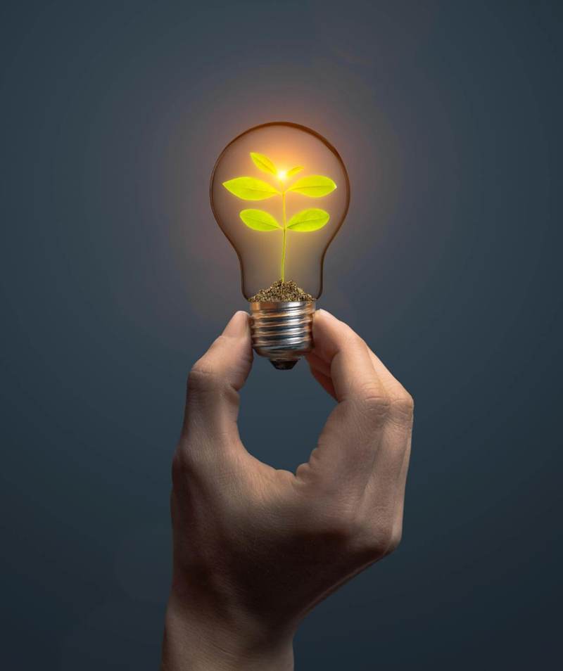 Green leaf in light bulb
